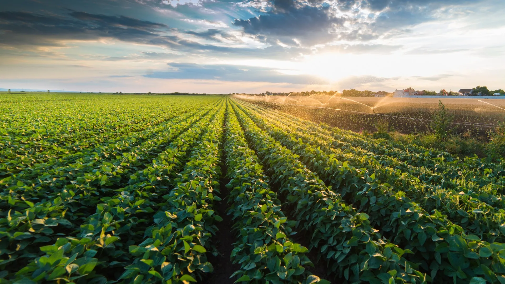 Agriculture