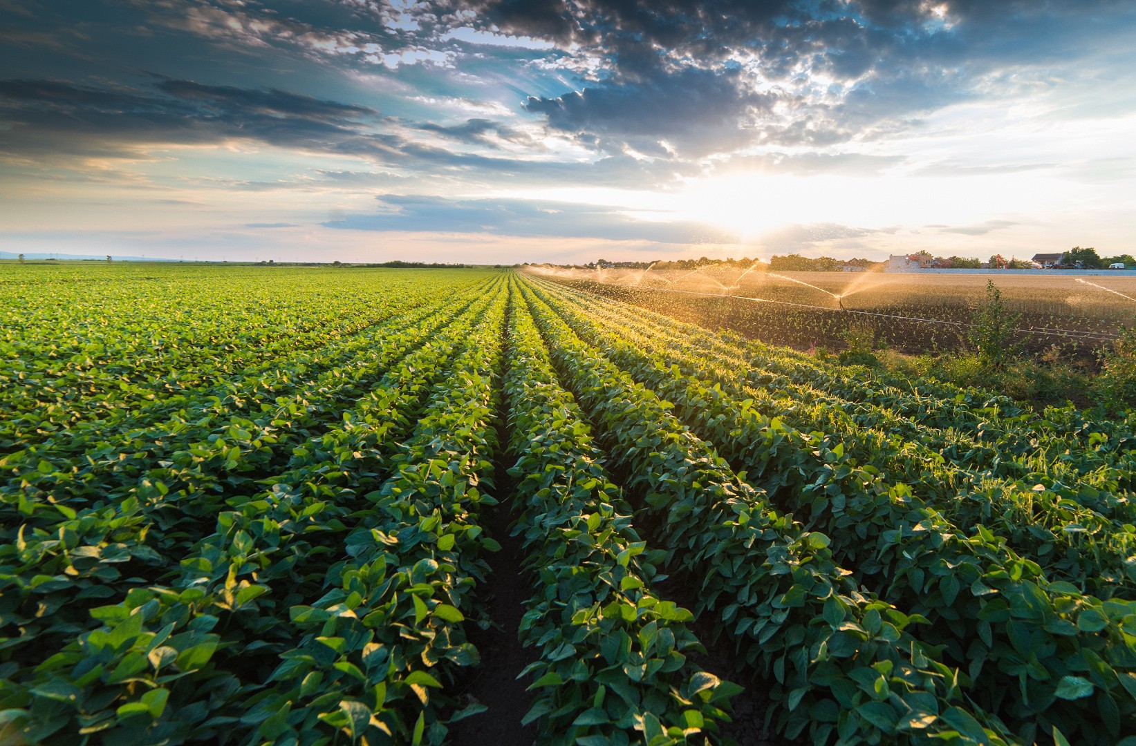 Sprinklers irrigating rows of lush green crops at sunset — streaming water, streaming life
